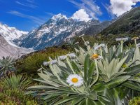 Mount Cook lilies, with Aoraki Mt Cook behind.