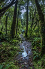We awoke to the pattering of rain on the roof as I pondered what lay ahead – that slip I’d been told about. A small notice on the wall of the hut indicated that a new, higher route had been cut. At some point. Nothing else. Off we trudged into the rain. It was wet but not cold. Up on Plateau (530m) I knew to expect a junction point soon. Sure enough, a sign clearly recommended the left option. The sign for the right (old) route simply said “Good luck!” This image - An uncharacteristically straight and flat section of Tararua bush trail near Plateau (530m), on the trail out from Waitewaewae Hut