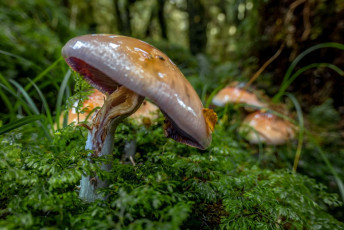 As I neared Anderson Memorial Hut, I came across a variety of other forest treats – all manner of fungi, which provided me an opportunity to try out the macro mode on a new hill-friendly compact camera I was taking on its maiden voyage.