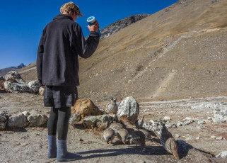 As I lay gazing out the tent door an entertaining scene unfolded. While waiting for us with Chhongbi back at camp, Ed had sensibly put my pee bottle outside to thaw out in the sun. Now it was the consistency of a slushy – soft enough to expel from the bottle, which he did. From nowhere an enthusiastic flock of Himalayan Snowcocks appeared, greedily guzzling down the lime green blobs scattered around. Those birds really knew how to take the piss!