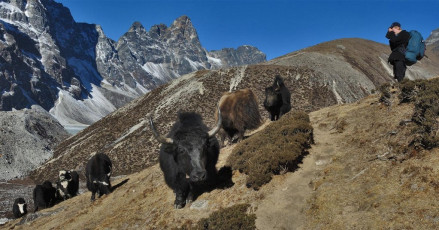 It was evident as we walked, that Ed had caught the photographer bug. Armed with my partner Cathy’s camera, he was shooting in every direction. During our trek I was able to teach him the basics of manual photography, which was a bonus for us both. He now has a good insight into how to make a camera really work to its potential and I got to share one of my life’s passions with my son. This picture, Yaks on the trail before Dughla (4,620m).