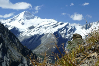 As tourists and agricultural pundits put have it: “this is New Zealand”.  Aspiring, French Ridge and more memories looks on a kea in the wind.
