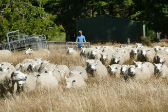 The people of the mountains are a big part of what brings it to life.  On this late January day, I was lucky enough to run into Willy Aspinall, brother of the legendary and late John, and give him a hand shifting a mob of ewes up to Cameron Flat from the homestad.  This was country I’d loved since I was young boy, and the cuppas, the grandchildren knocking about with dogs, and the yarns of deer live capture days were as good as any snowfield.