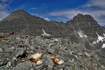 Once above the cliffy section it wasn’t long before I reached the top. For company I had two dead mountain goats, lying together almost peacefully. It was both off putting and mysterious being confronted with death on the summit. Why were they there? And what killed them?