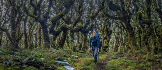 Goblin forest at about 900m on the Blue Range trail.