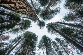 For the less ambitious, from sometime in May a steel cable is installed on the east, least steep side of Half Dome. It’s an eight or so hour day trip from the valley to then climb to the top – I guess a bit like climbing an Ayers Rock on steroids. I would like to have done that as, at 2,693m, Half Dome is the highest point in the park, offering stupendous panoramic views. As it was, we were a bit early.