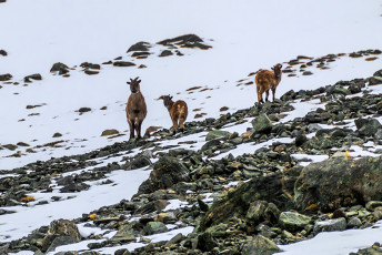 On Sunday, our last day, Paul and James went north again in pursuit of more vertical ice while Piotr, Kim and I headed up valley into the Cirque at its head. The terrain was friendly, but the dry, unconsolidated powder snow didn’t make for easy going.  As we ascended towards a saddle at 2,150m we saw various other ice climbing options on both sides of the valley. A family of four Chamois grazed on lean pickings ahead but, when they saw us, trotted off up into the bluffs on the southern side.