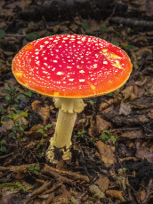 Fungi near the trail, north of Crow Hut.