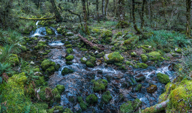 The saddle gave access to the head of Stone Creek, which we followed back down through exceptionally beautiful emerald moss-clad, water fall festooned forest to Stone Hut, back down at 700 metres. It had been a long 10.5 hour day. Shaun, wearing one of those fancy new step meter watch smart devices, reported “We’ve done 33,900 steps today, more than four times the World Health Organisations recommended daily amount.” Be that as it may, according to our schedule, by the end of day two we should have reached Trevor Carter Hut down at 500 metres, requiring another climb over 1,300 metre Biggs Tops to reach. This image - A section of Stone Creek at about 1,000m.