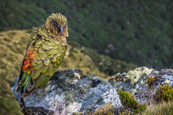 Darryn was first to set off about 8am, me being last to leave as gravity pestered my bowl. Another mandatory bivvy and hut weka emerged to see me off as I set off along an undulating ridge in the direction of Mount Patriarch. I caught the others up where they’d paused to watch a Kea and soak up a superb view of Patriarch. Our route down a spur to Kiwi Saddle Hut was also apparent.