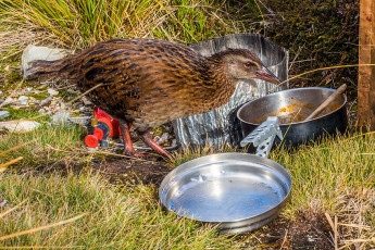 Up at John Reid Hut a friendly party of local tramping club members were busy refurbishing both inside and out. With them and the weka it was busy, but we only lingered there to have dinner and replenish our water supplies before heading up onto the ridge, part of the Arthur Range, above the Hut.