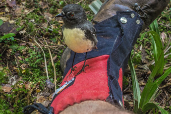 In sodden boots from crossing the Wangapeka River at our midday taxi van drop off point, it took about four hours to reach John Reid Hut at 1,240m. As soon as we entered the forest inquisitive little Robins flitted here and there, coming very close to check us out. During the next week I saw a greater variety and proliferation of native birdlife in one place than ever before. Robins and Weka everywhere. Blue ducks, Fantail, Tui, Bellbird, Kereru, Tomtit, Kea, Kakariki. Normally you need to pause and tune in to hear birdsong in our forests, but not this time – it was constantly all around us. I’m told that Kahurangi National Park is one of the areas longest receiving 1080 drops. Our experience seemed anecdotal proof that it’s working. This image - An extra close encounter on the trail between Stone Hut and Wangapeka Saddle.