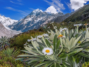 Mount Cook lilies, with Aoraki Mt Cook behind.