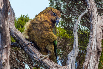 One of the locals pays us a visit at camp.