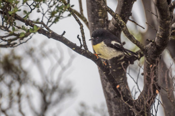 I’d never been to Mount Somers, so when I heard that Shaun Barnett was going there to get some information and images for his book on short walks I grabbed the opportunity to join him. While Shaun had covered much of the Mount Somers Track, which circumnavigates the entire mountain, he hadn’t been over all of the south face section, so that’s the route we took. This image - A Tomtit on Staveley Hill