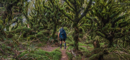 Entering goblin forest on the west side of Concertina Knob (1,106m)