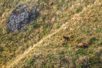 Looking intently back at me, about 200 metres below on the ridge side, were three deer. The cloud swirled and they were gone