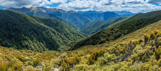 After a rest and major rehydration stop at Alpha Hut (1,100m) I was ready to push on for home. After a drop down to Hell’s Gate at 1,000m, I took the left branch, back on to new ground on the trail to Bull Mound. Unlike yesterday, this proved to be easier than expected – a nice, gradually climbing, open trail, offering wide vistas of Neill Ridge and the main range. This image - A view north from about 1,100m, on the trail between Hells Gate and Bull Mound