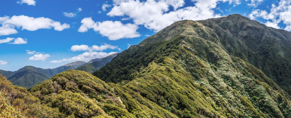The next section between Neill (1,158m) and Winchcombe Peak (1,261m) was harder than the last. In a few spots two hands were required and the amount of up and down intensified. By the time I emerged from the goblin forest beneath Winchcombe Peak I was even happier than usual to finally reach the open tops. This image - At the western end of the ridge beneath Winchcombe Peak