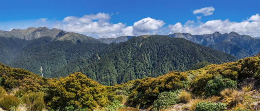 Ah well. Better safe than sorry on this hot day. The DOC sign indicated 4 to 5 hours down to the Waiohine trail-head, so I figured it shouldn’t take more than 6 hours more to Mount Hector if the sign indicated 6 to 9 hours. My bubble burst on the next section between Cone and Neill. On the map it didn’t look like much, but the reality was constant ups and downs, all through goblin forest. As I sweated buckets, I had to concentrate to stay on route. This image - The view from Cone, across Neill Saddle (900) to Neill (1,158m, right of centre), then left along the ridge to Winchcombe Peak (1,261m) and the ridge continuing on towards Mount Hector (1,529m - the broad mound far left)