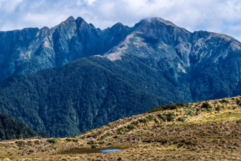 The day was a stunner. And it was hot. When I studied the topo map before setting out I couldn’t see any reliable water source anywhere between the Waiohine trail-head and Mount Hector. My route first went up 500m on the trail to Cone Hut, dropping a bit as it branched off north to Cone Saddle, then up another 500m to Cone at 1,080m. That had taken three hours and, when I arrived, a small tarn presented itself a little further along Cone Ridge. And it is actually featured as a tiny blue spot on the map – I’d just missed it.