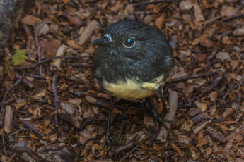 Post script: Just when it seemed that the ‘leader of the free world’ Donald Trump had completely eroded all forms of moral fibre, my faith in humanity got a boost on my return to Wellington. Upon unpacking my gear I discovered that I was a goose, having left my fabulously NZAC logo emblazoned fleecy hanging from a rafter at Nina Hut. But then an email from Ashlee at NZAC Central Office informed me that a good sort from the Nelson Tramping Club had let her know that he’d carried a blue fleecy out with him from Nina Hut. He’d checked the Hut book and had a hunch it belonged to Shaun or me. I gave him a call. He refused payment for postage and a few days later it arrived, nicely folded. Thank you David Renwick – your moral fibre is up to free world leadership standards, unlike someone else’s.