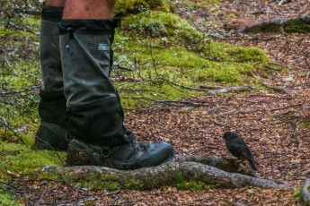 Next morning we just had an easy walk, still in overcast conditions, on a well trodden trail beside the Nina River which, after a couple of hours, reached a swing bridge crossing the Lewis River. Having met Alistair and Chris was very handy as they had a vehicle parked at Palmer Lodge beside SH7. We arrived at the highway ahead of them, but hitching the 10kms back up to our own vehicle had proved a no go. If only I’d figured out how to call the Tardis, just like Doctor Who does when he needs a lift somewhere, then we could have arrived via yellowish orange two metre cube. As it was, Alistair’s Toyota Surf sufficed.