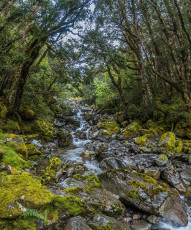 At times the deer trails were quite apparent, but frequent, sodden, in-your-face tree branches made it difficult to see our feet. Eventually, after four or so hours of up and down we dropped a couple of hundred metres to the end of Duchess Stream and joined the Nina Valley Track. An old section of the track led us astray on the true left, chewing up another 45 minutes, so it was a pleasure to finally dump our dripping packs at Nina Hut.