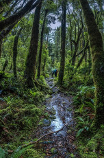 We awoke to the pattering of rain on the roof as I pondered what lay ahead – that slip I’d been told about. A small notice on the wall of the hut indicated that a new, higher route had been cut. At some point. Nothing else. Off we trudged into the rain. It was wet but not cold. Up on Plateau (530m) I knew to expect a junction point soon. Sure enough, a sign clearly recommended the left option. The sign for the right (old) route simply said “Good luck!” This image - An uncharacteristically straight and flat section of Tararua bush trail near Plateau (530m), on the trail out from Waitewaewae Hut