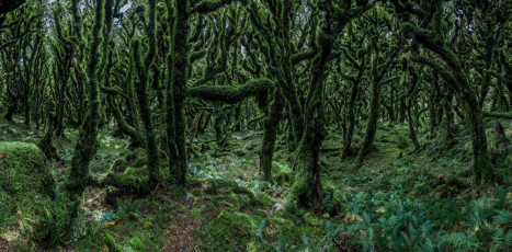 This time we had no need for a compass and, immediately after breaching the bush line, were confronted with an unexpected and dramatic contrast – some of the finest Goblin forest I’ve ever seen. The boys went ahead while I tried to do photographic justice to it. 