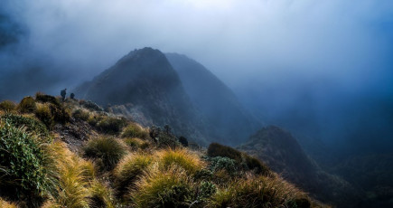 Beyond Aokaparangi was Kahiwiroa (1,320m) and, a little further north again, we encountered my bivy spot of five years before. Today, easily-seen poles mark the trail off a broad, multi-spurred section back into the bush. On my first visit, in dense cloud, no poles existed. The many spurs all seemed viable descent options so, rather than risk taking the wrong one, this is where I bivvied for the night. I should have got my compass out, which is what I did next morning in the persisting cloud, soon locating the first reassuring cairn leading down to the bush. This image - Descending the northern side of Wright